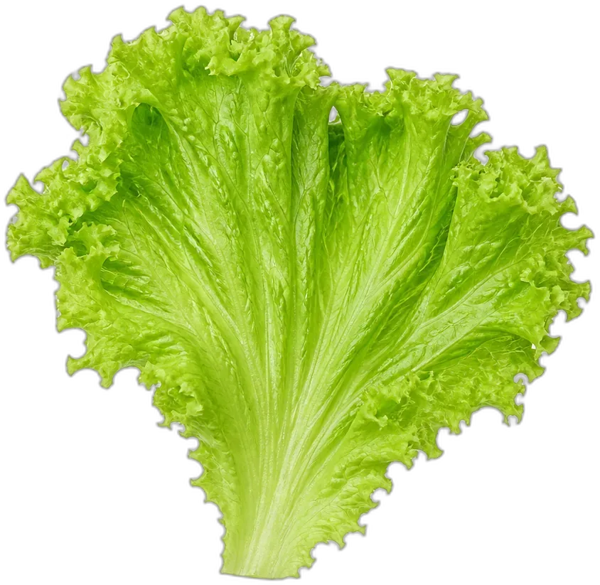 Fresh lettuce